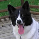 Calvin was adopted in 2004.